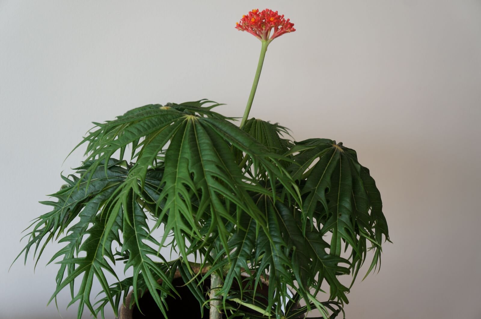 Sony Alpha NEX-5N sample photo. Jatropha multifida, flower, houseplant photography