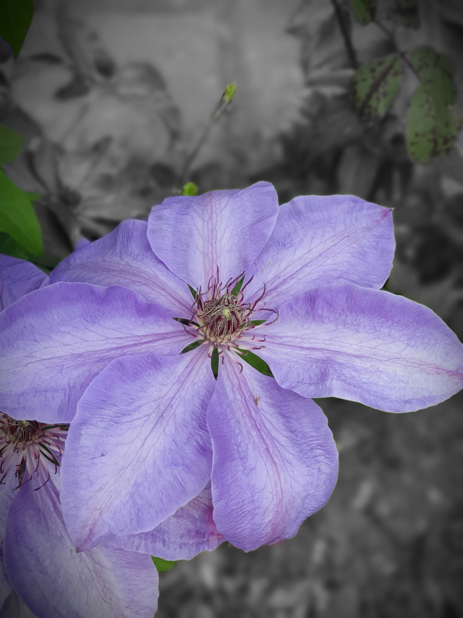 Samsung Galaxy S10+ sample photo. Flower, purple, artistic photography