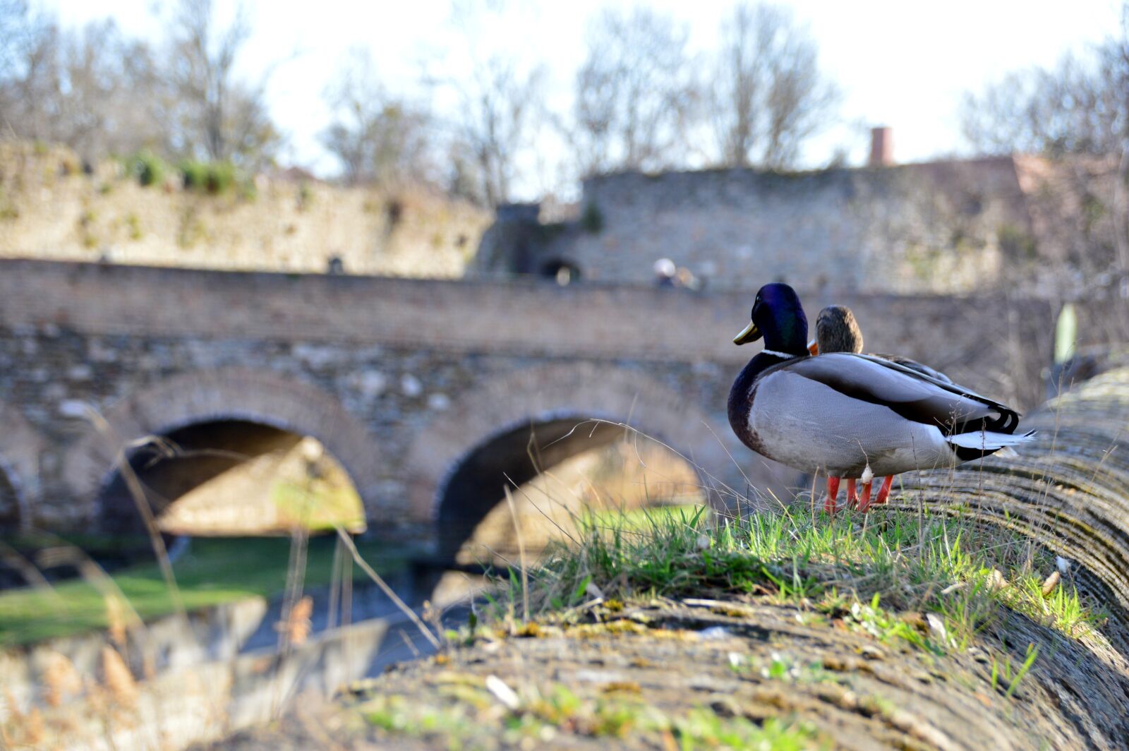 Nikon D3200 sample photo. Duck, teal, bird photography
