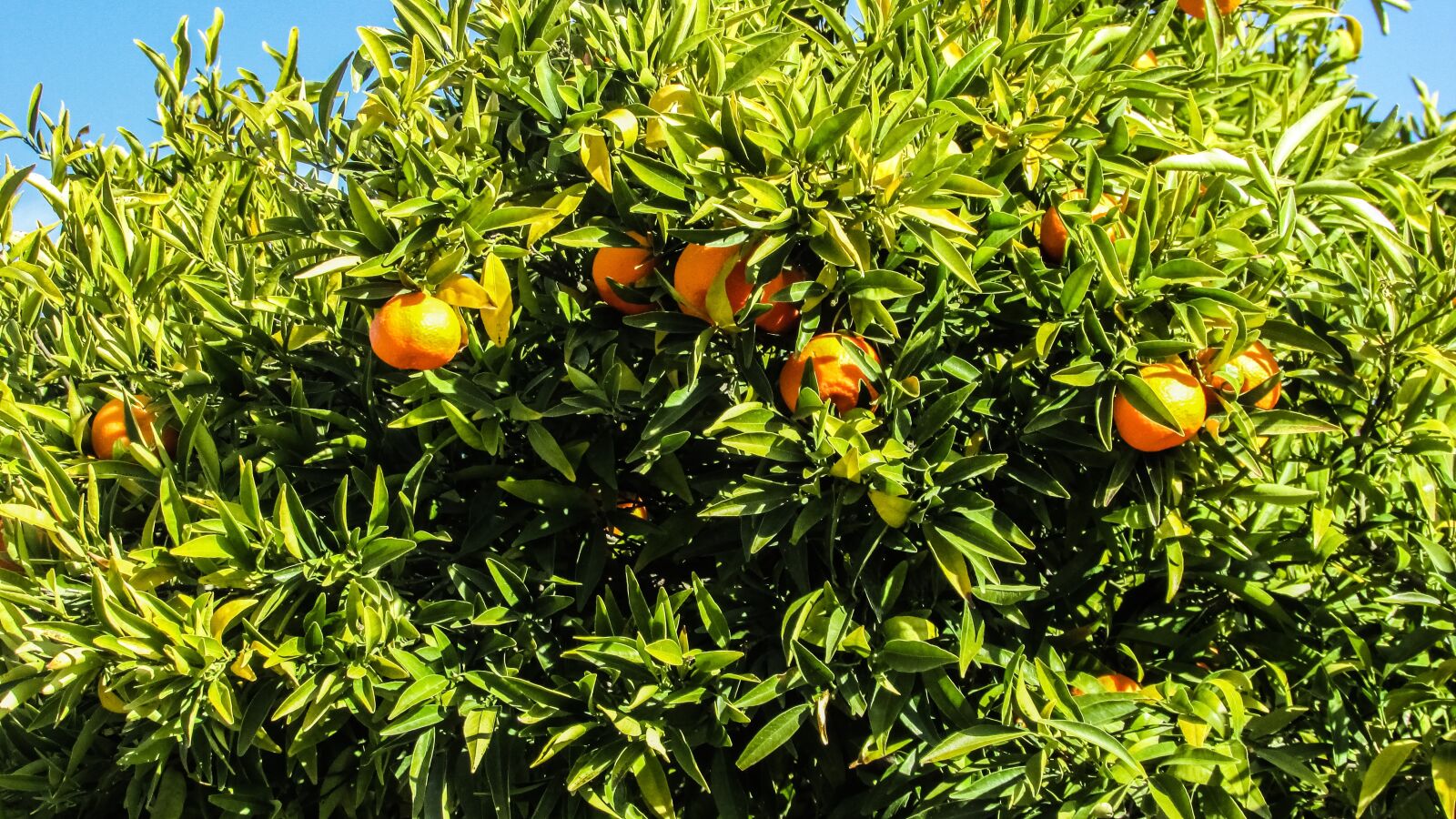 Canon PowerShot SX400 IS sample photo. Cyprus, mosfiloti, orange tree photography