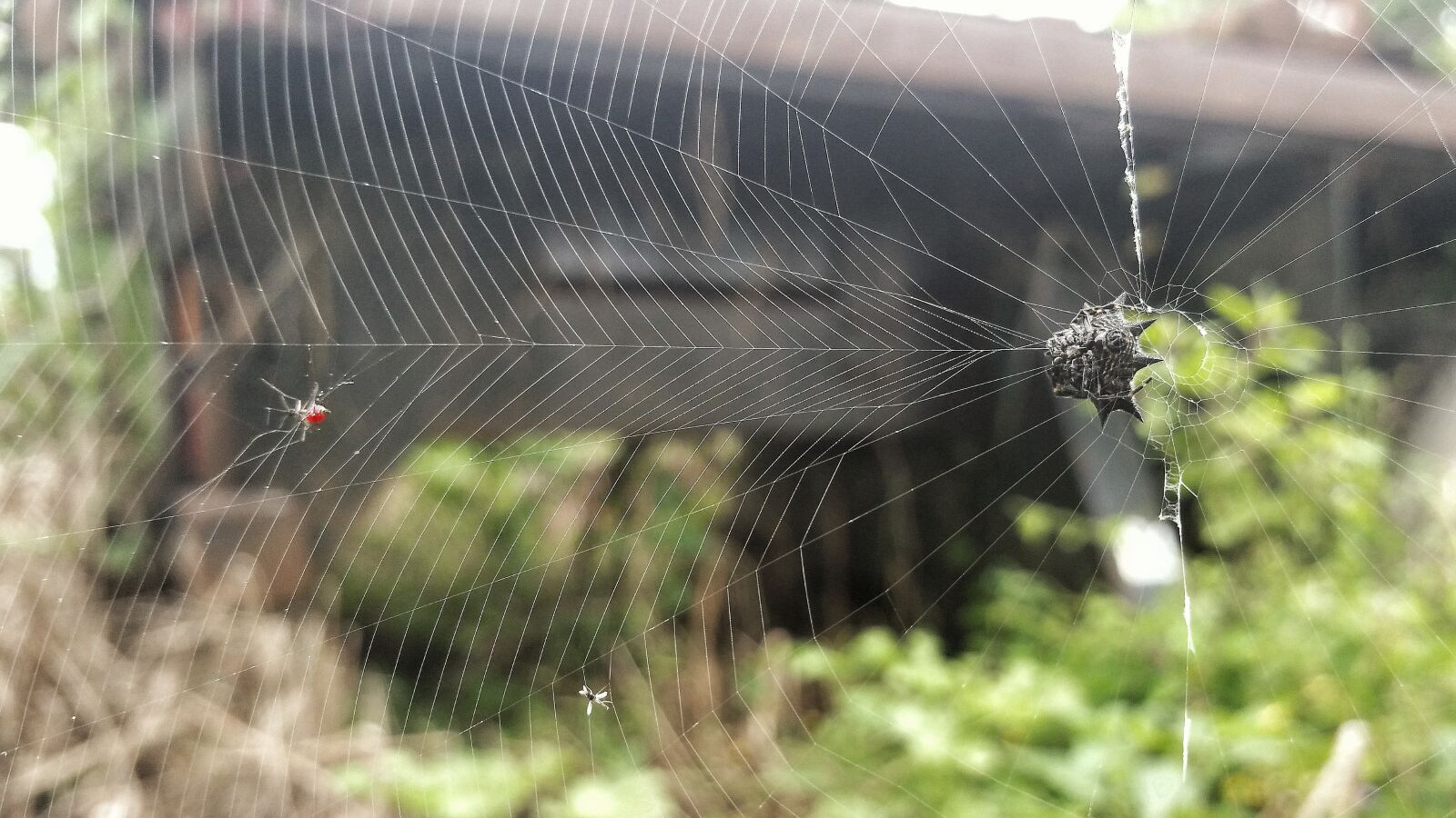 Samsung Galaxy Note4 sample photo. Spider, nature, spiderweb photography
