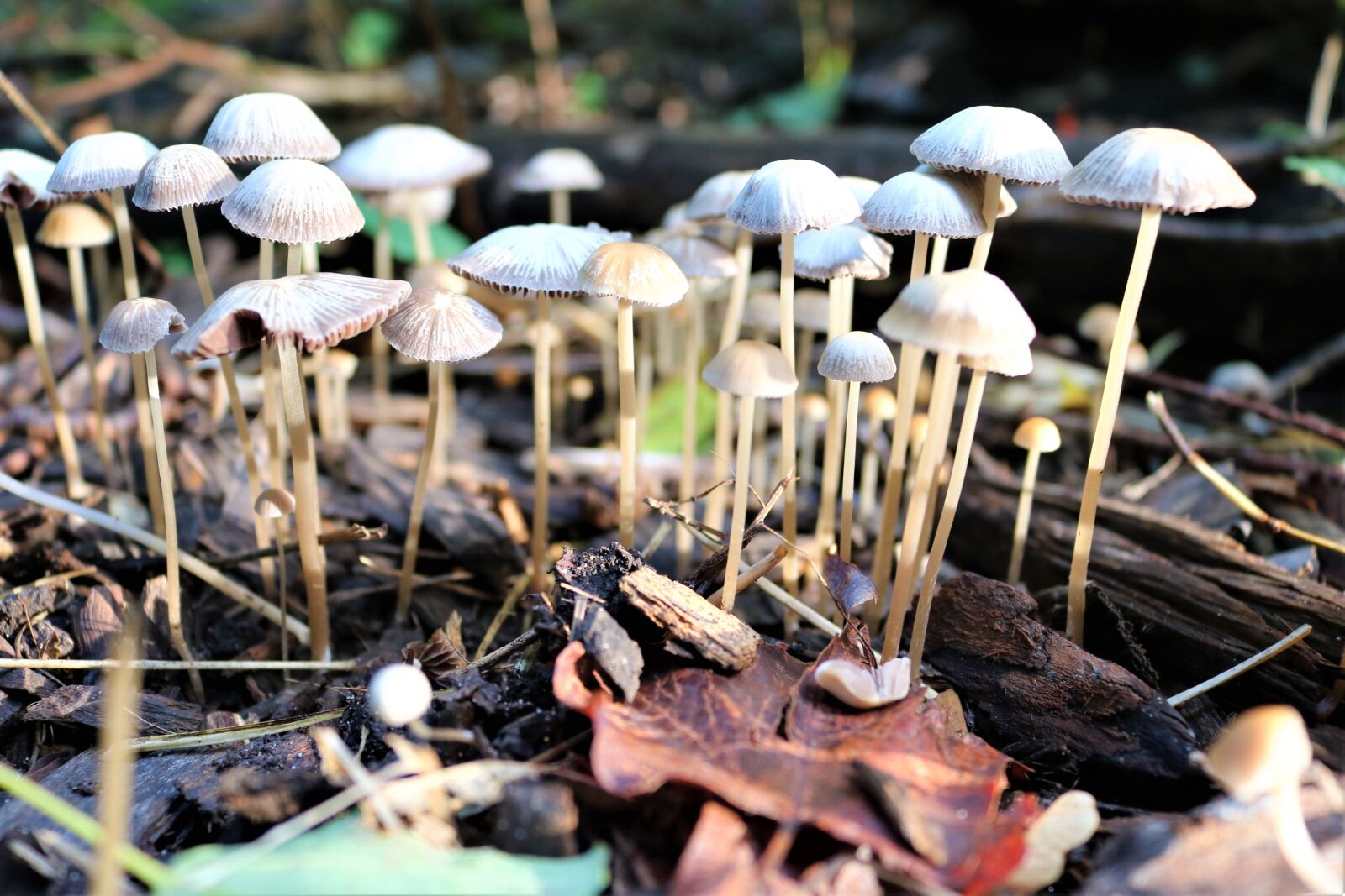 Canon EOS 750D (EOS Rebel T6i / EOS Kiss X8i) sample photo. Fungus, mushroom, nature photography