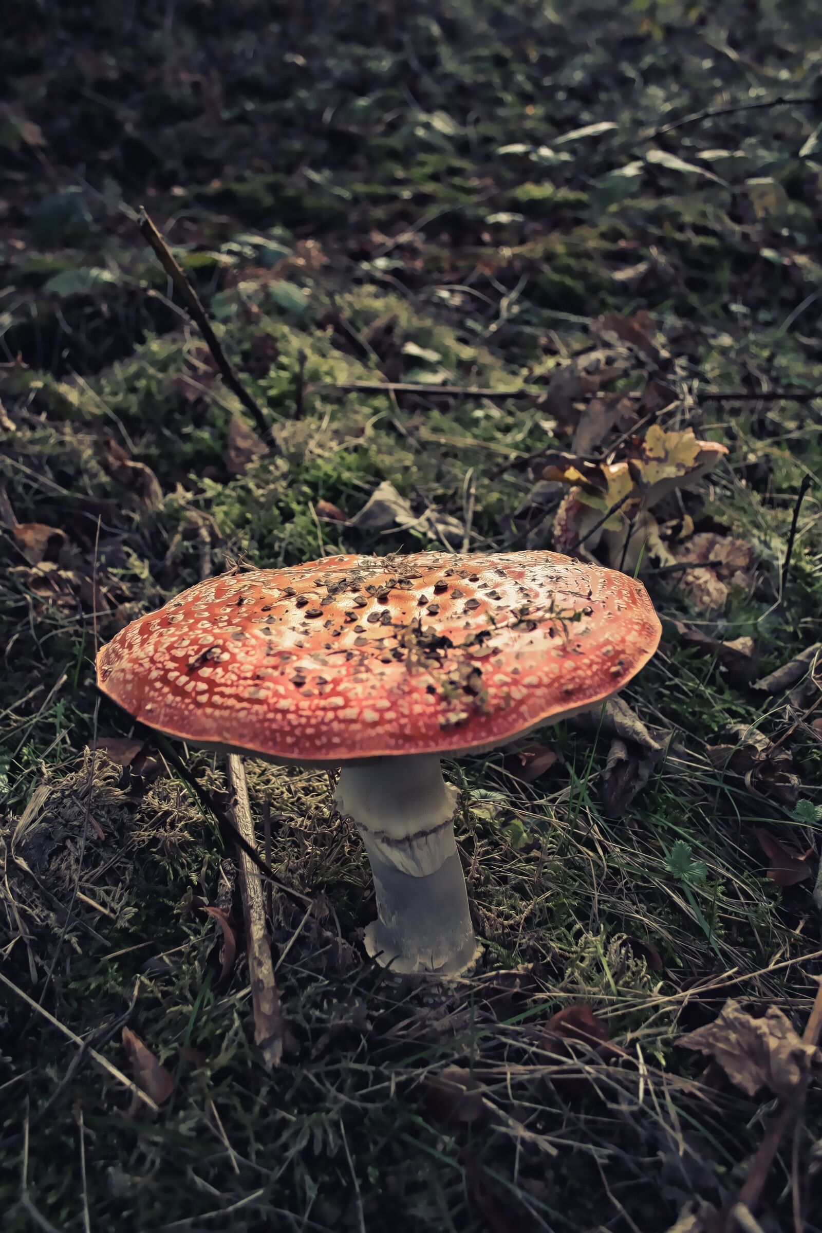 Canon EOS 350D (EOS Digital Rebel XT / EOS Kiss Digital N) sample photo. Fungus, mushroom, fungi photography