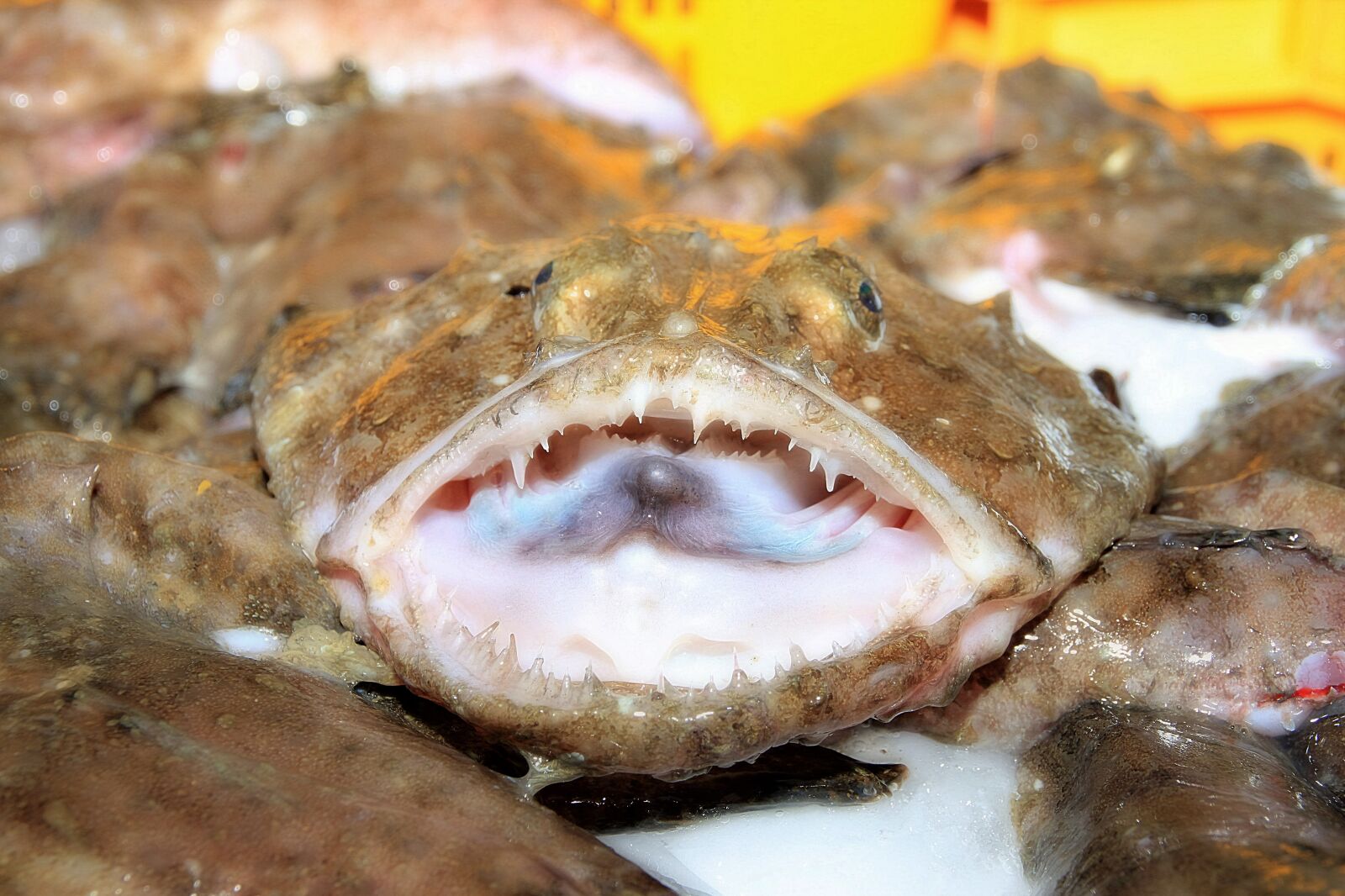 Canon EOS 500D (EOS Rebel T1i / EOS Kiss X3) sample photo. Monkfish, lotte, fish photography