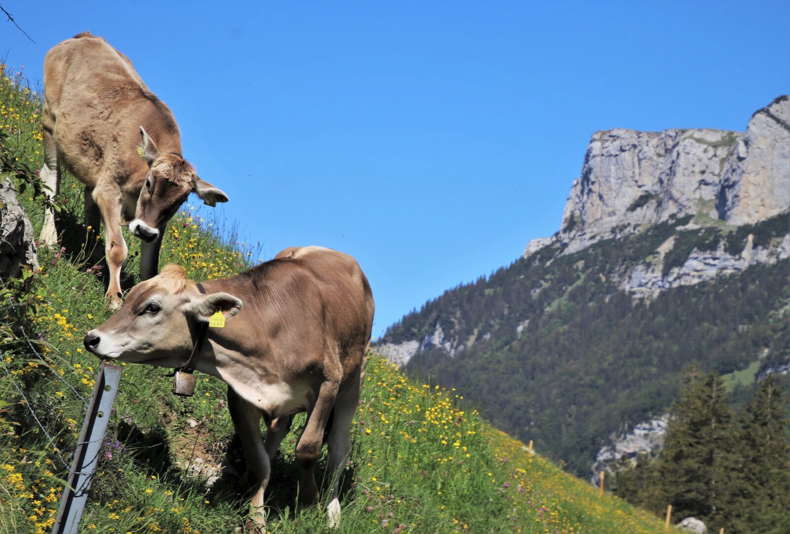 Canon EOS 80D sample photo. Pastures, alpine cow, grazing photography