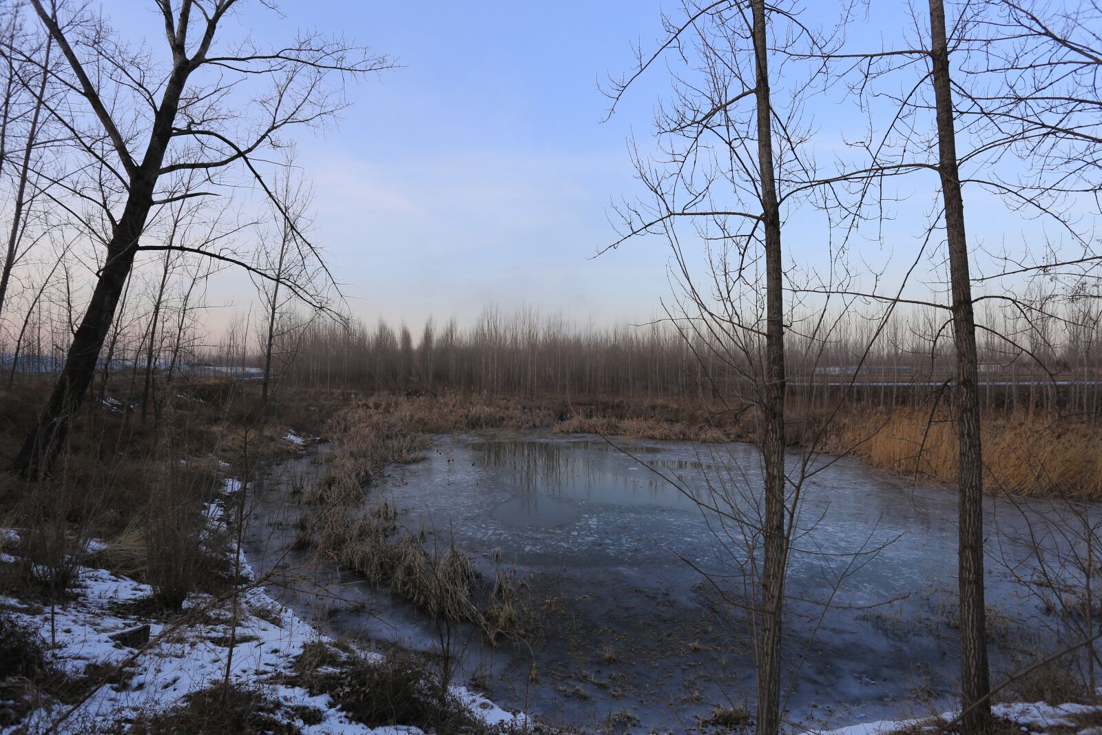 Canon EOS 6D + Canon EF 17-40mm F4L USM sample photo. Forest, weeds, snow photography