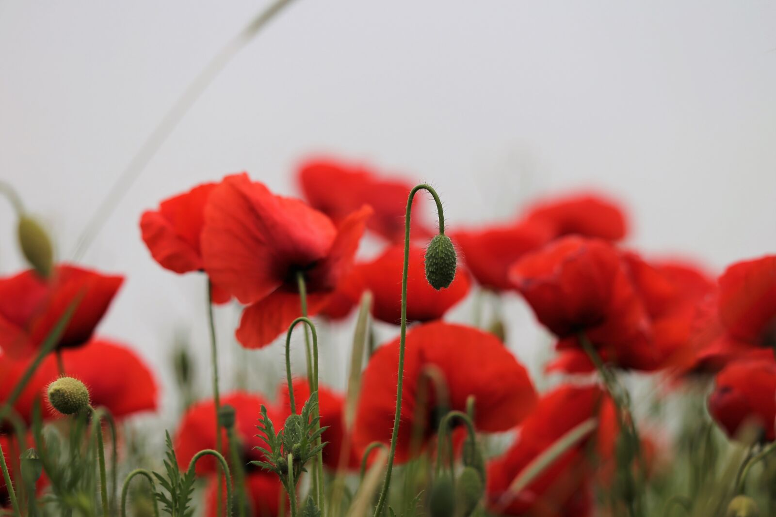 Canon EOS 6D + Canon EF 70-300 F4-5.6 IS II USM sample photo. Red poppies, bud, flowers photography