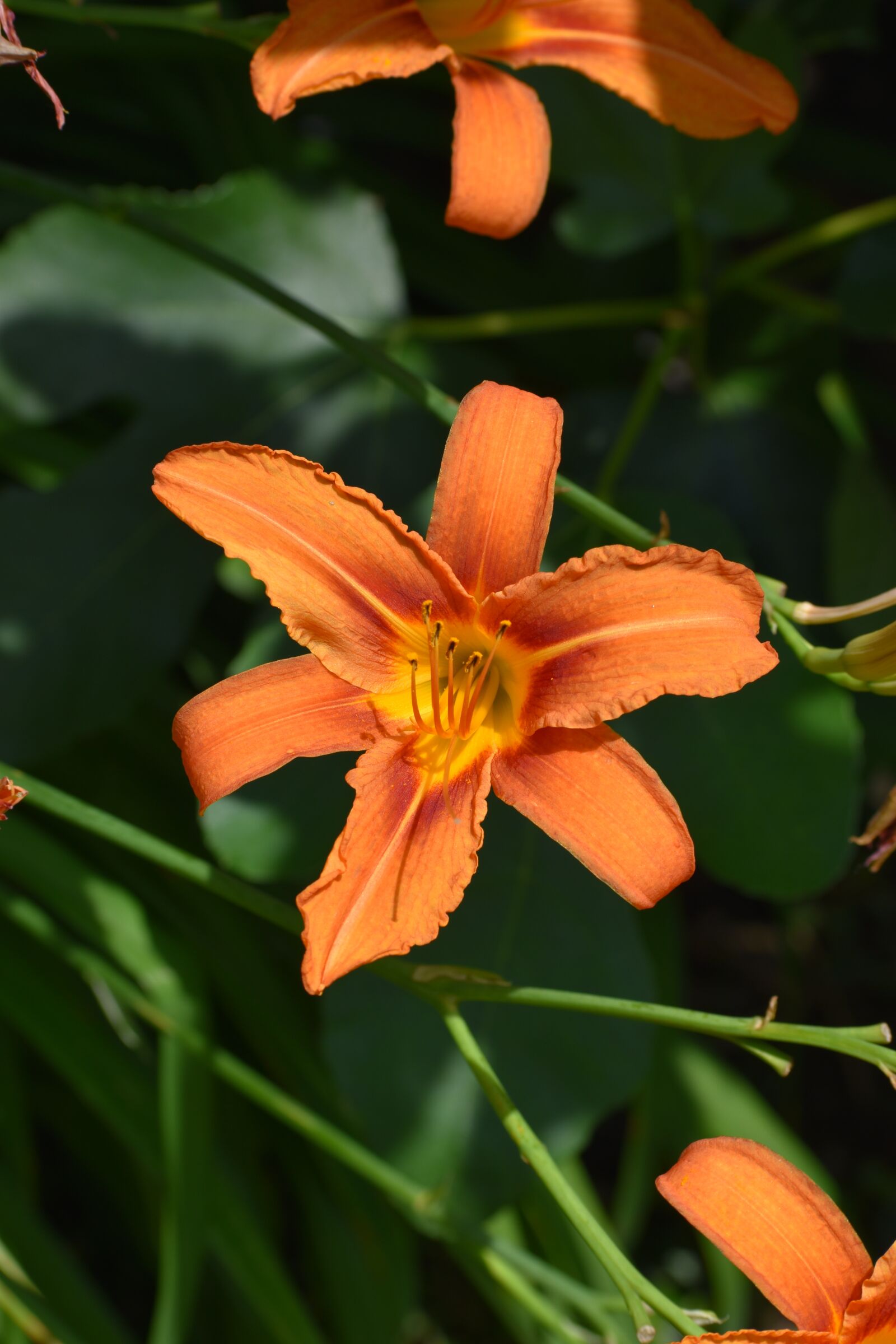Nikon D3500 sample photo. Flowers, spring, flora photography