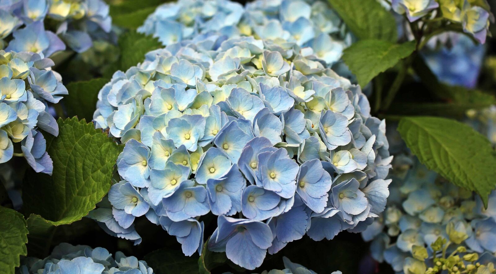 Canon EOS 550D (EOS Rebel T2i / EOS Kiss X4) sample photo. Flower, summer, garden, nature photography