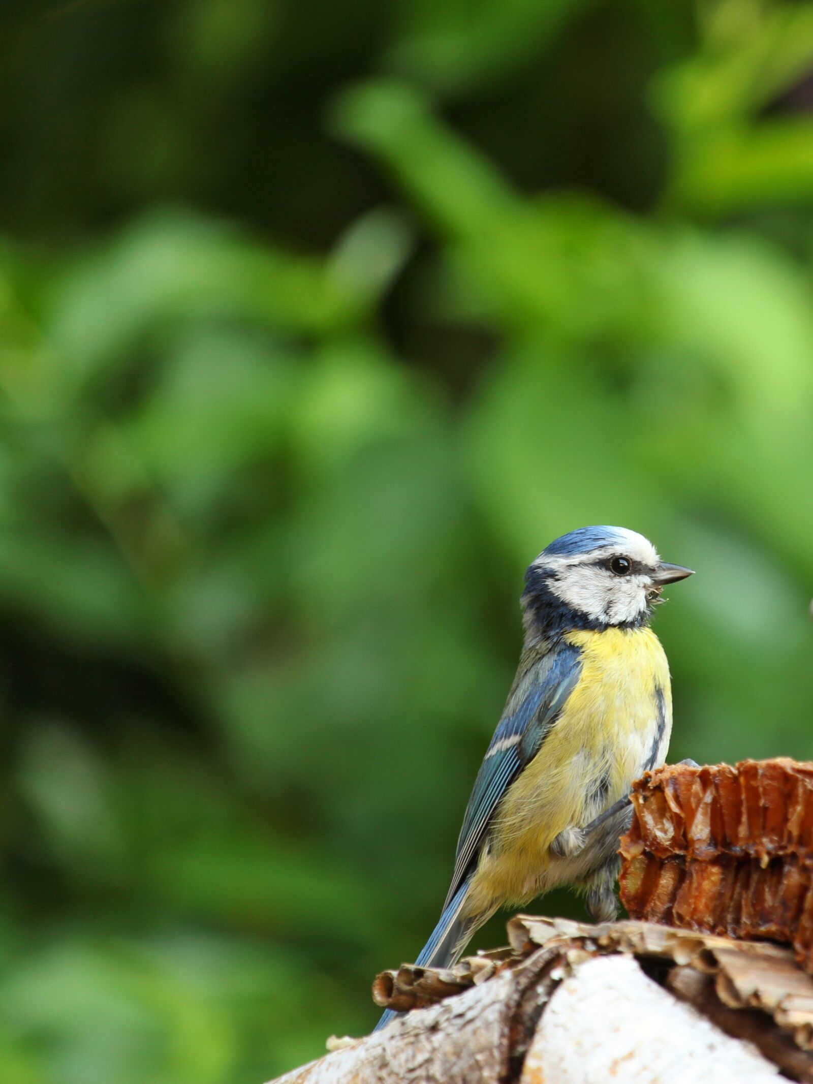 Canon EF-S 55-250mm F4-5.6 IS STM sample photo. Cyanistes caeruleus, blue tit photography