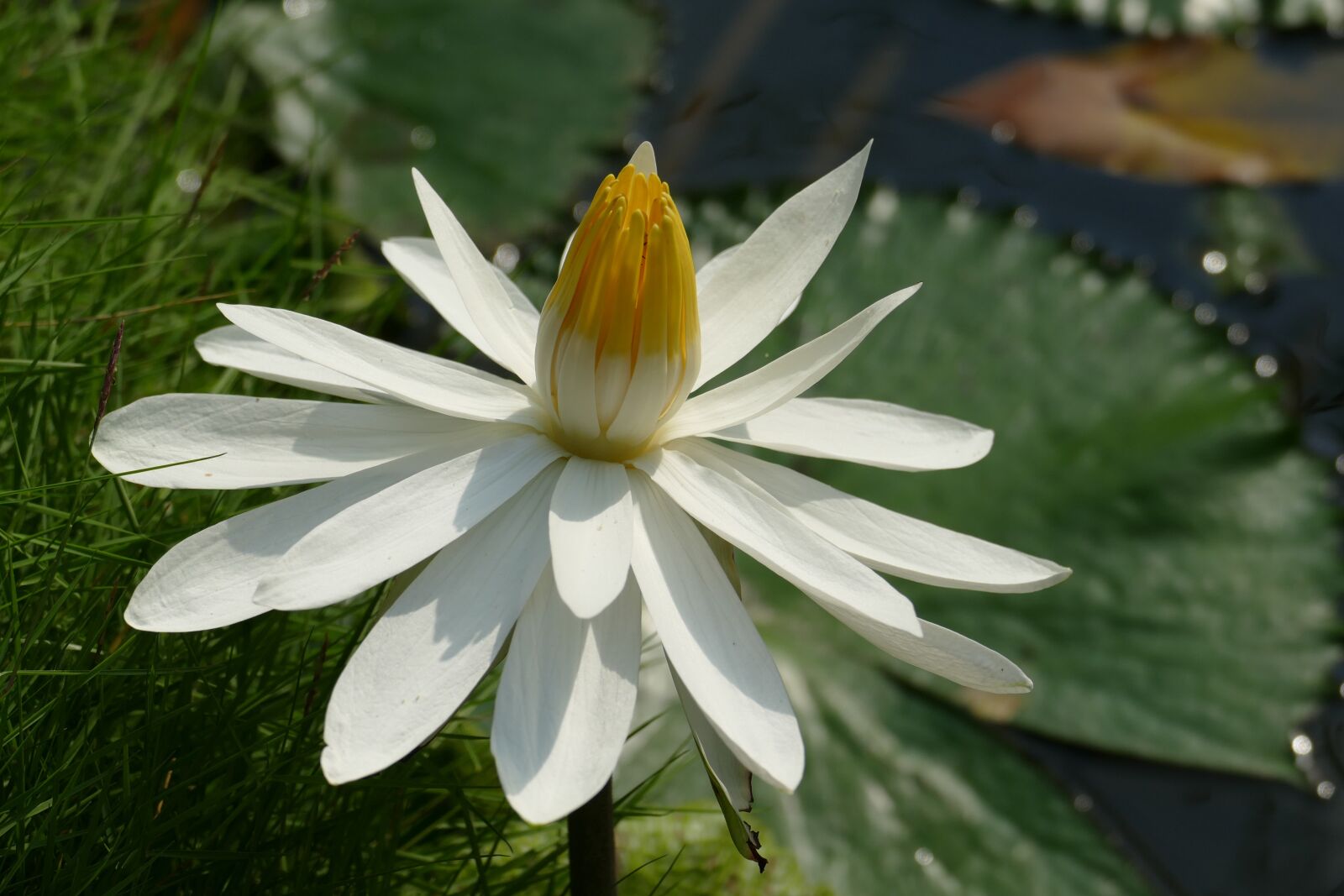 Panasonic Lumix DMC-FZ1000 sample photo. Water lily, vietnam, asia photography