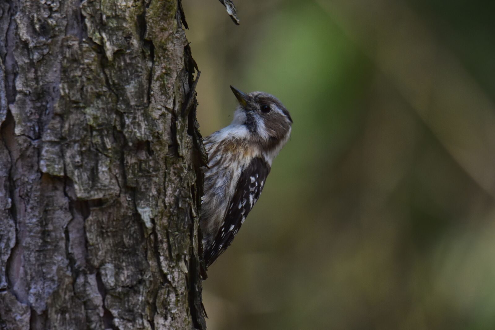 Nikon D7200 sample photo. Animal, forest, wood photography