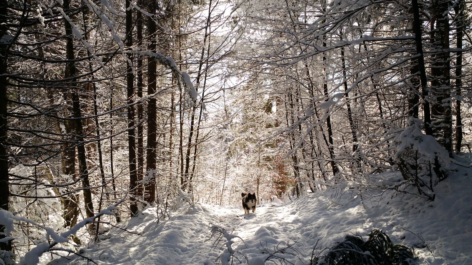 Motorola Moto X (2nd Gen) sample photo. Mountain, dog, snow photography