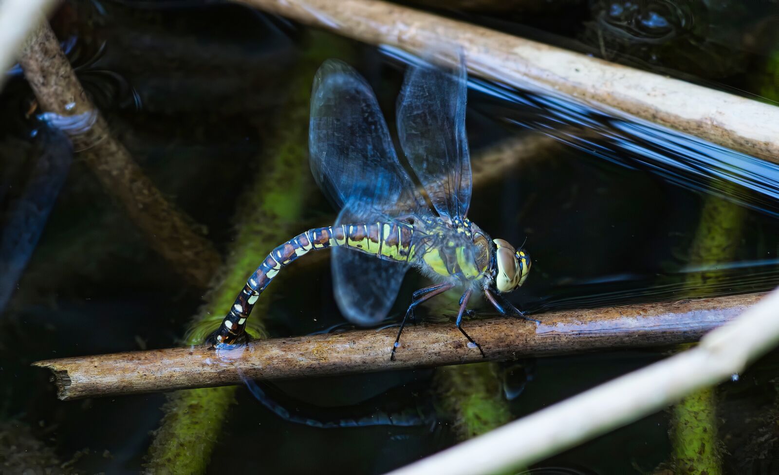 Panasonic Lumix DC-G9 sample photo. Dragonfly, insect, nature photography