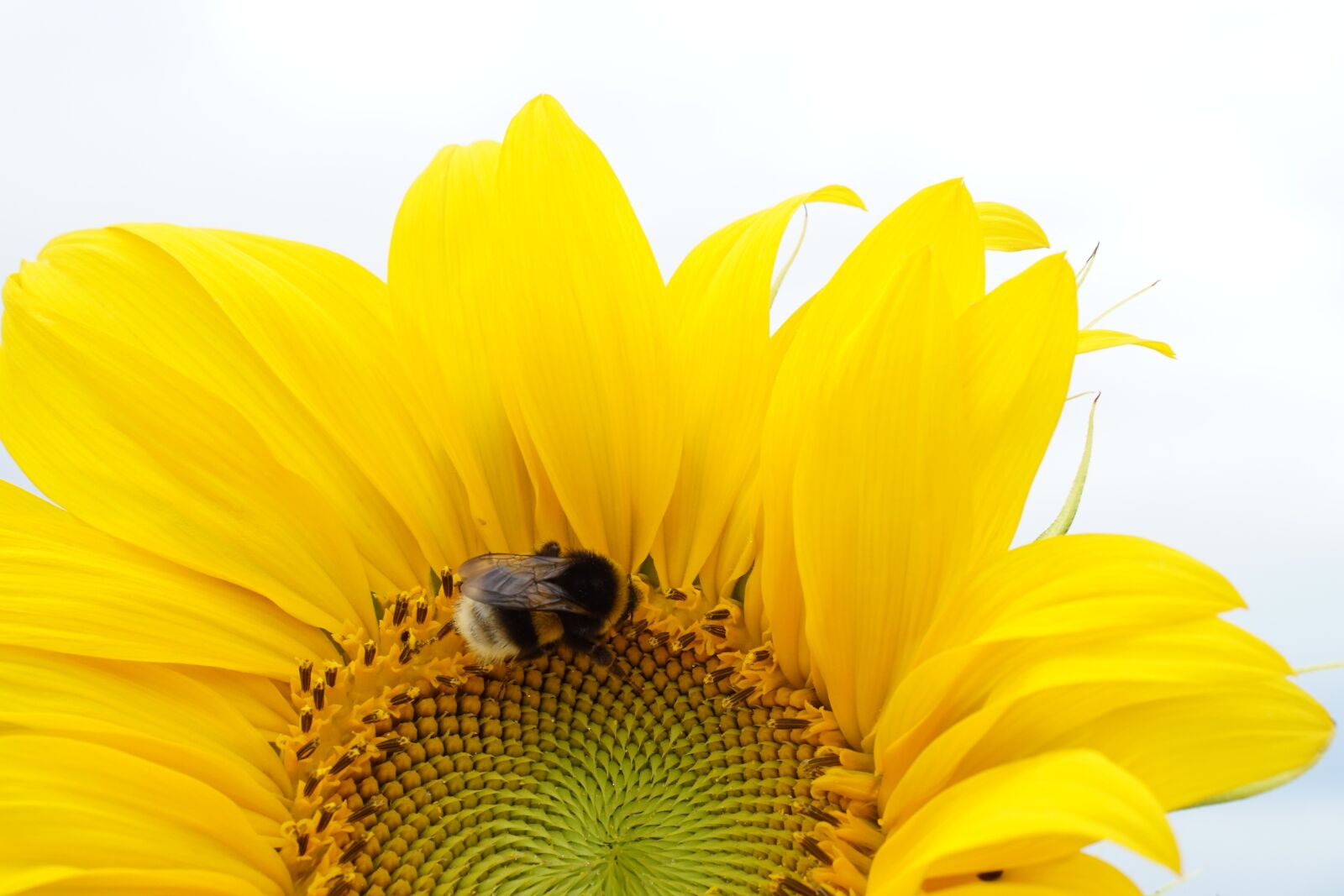 E 50mm F1.8 OSS sample photo. Sunflower, yellow, summer photography