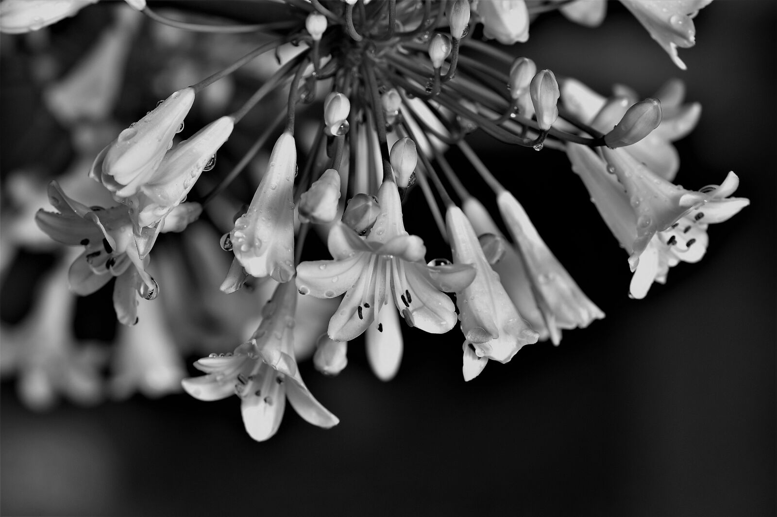 Nikon D5500 sample photo. Agapanthus, black and white photography