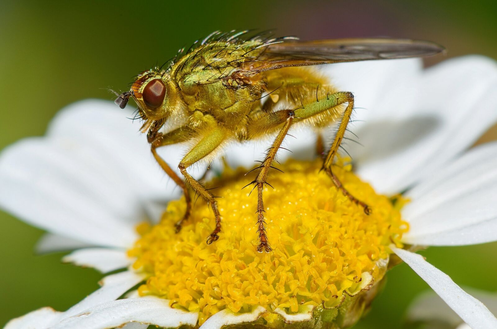 Nikon D810 sample photo. Fly, macro, feeding photography