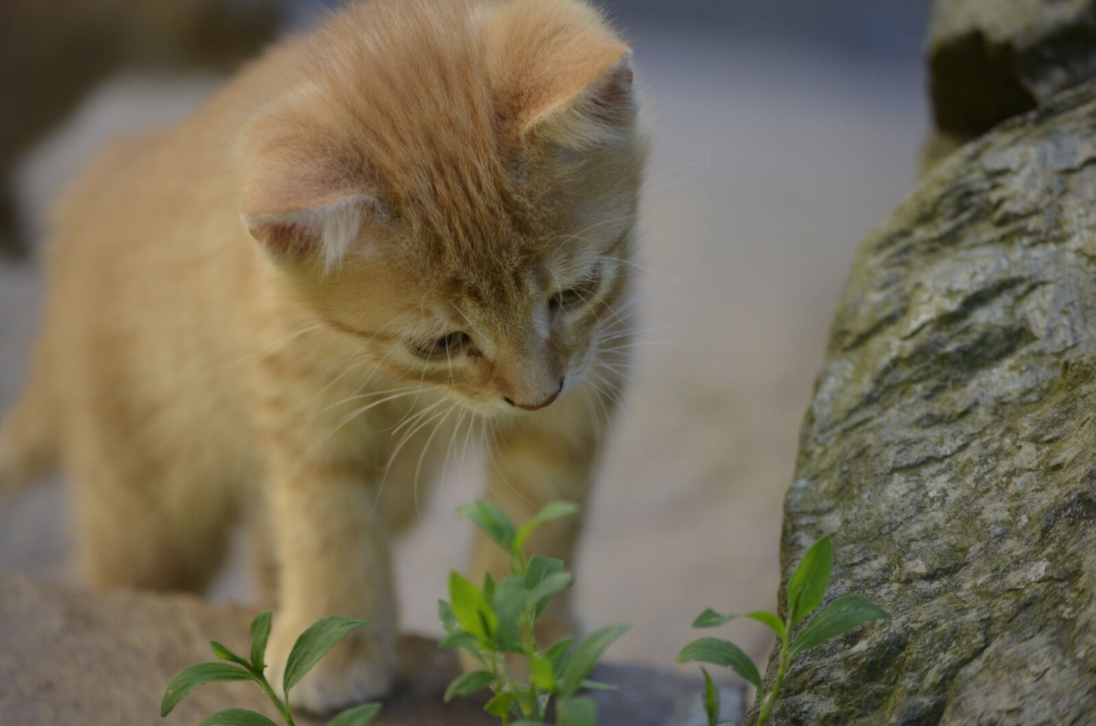 Nikon D5100 sample photo. Curiosity, cat, sweet photography