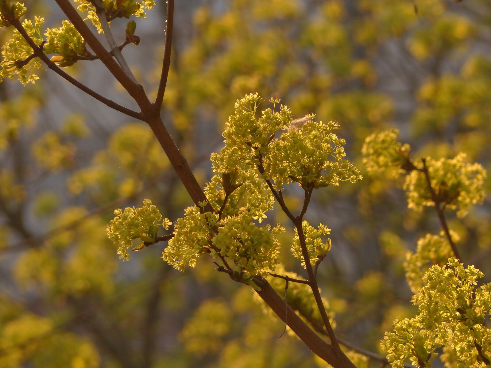 Panasonic Lumix DMC-FZ200 sample photo. Maple, flowering maple, bloom photography