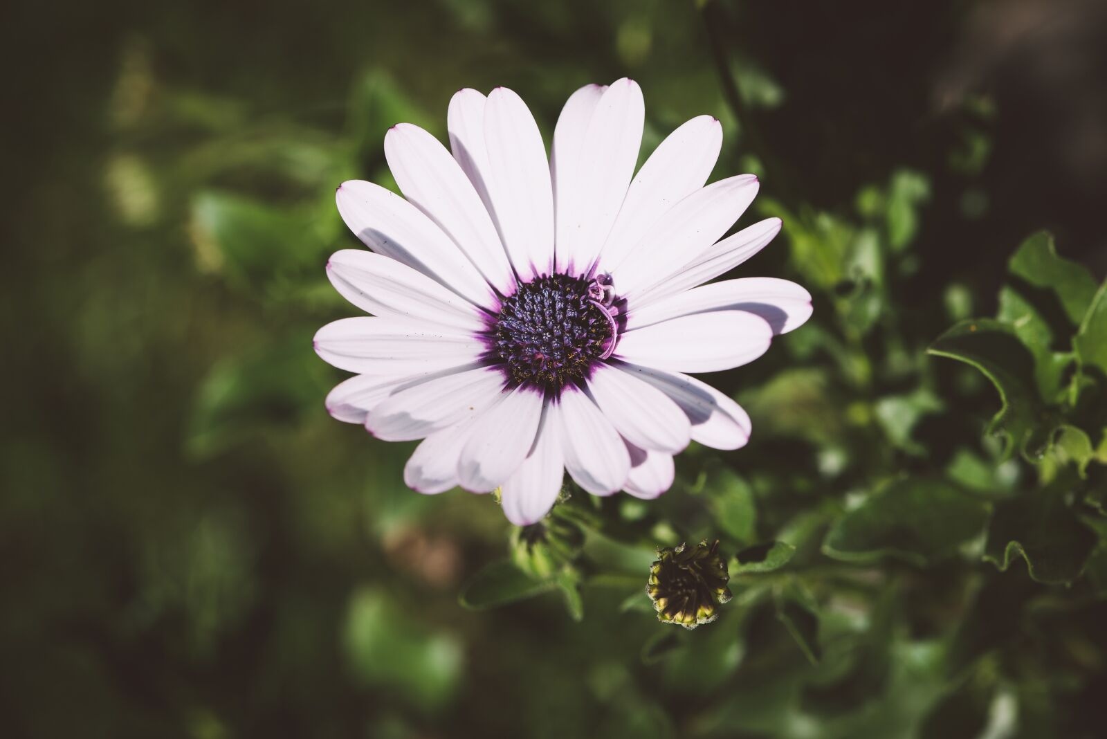 Nikon D750 sample photo. Flower, blossom, bloom photography