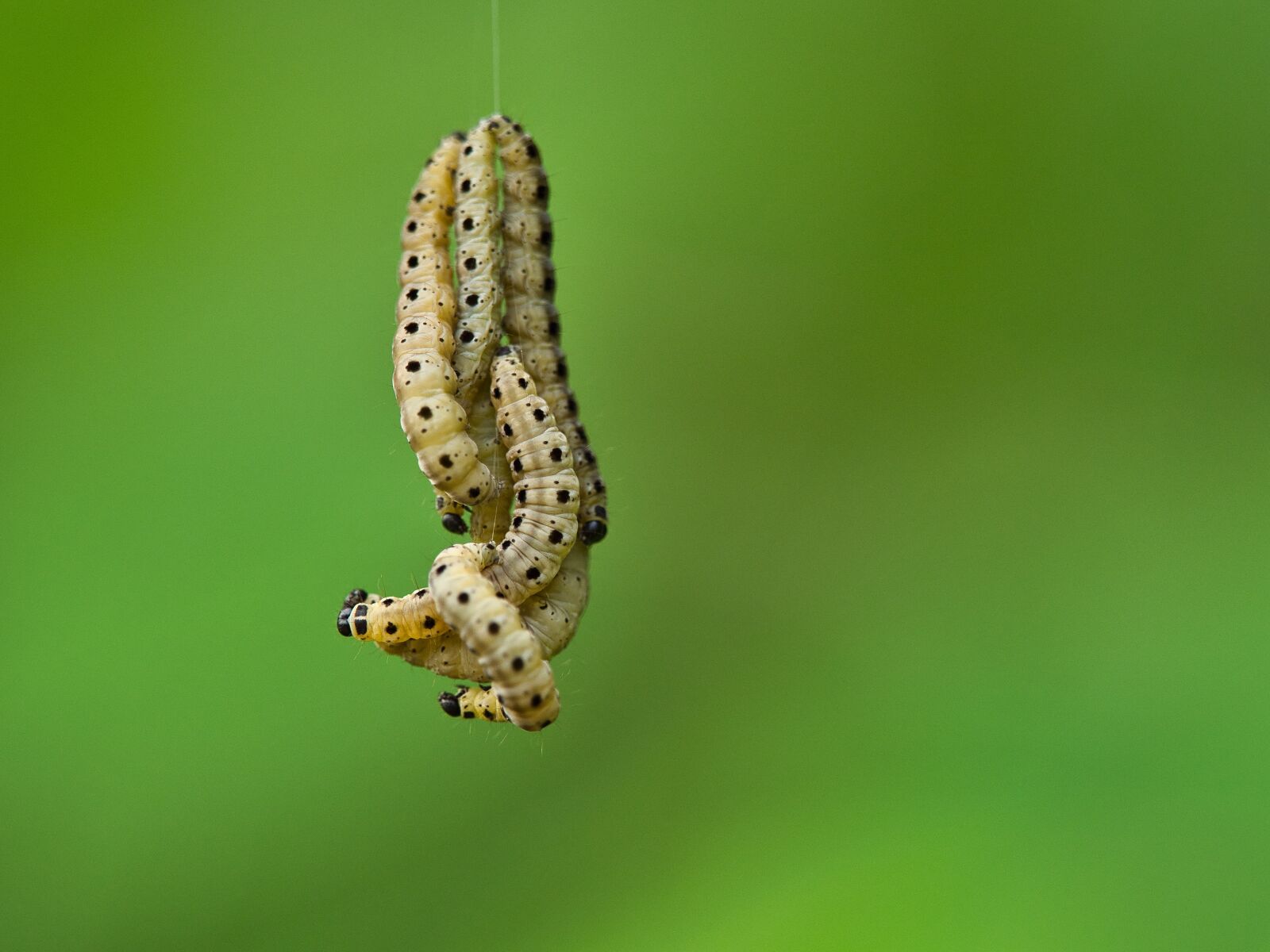 Panasonic Lumix DC-G9 sample photo. Caterpillar, thread, depend photography