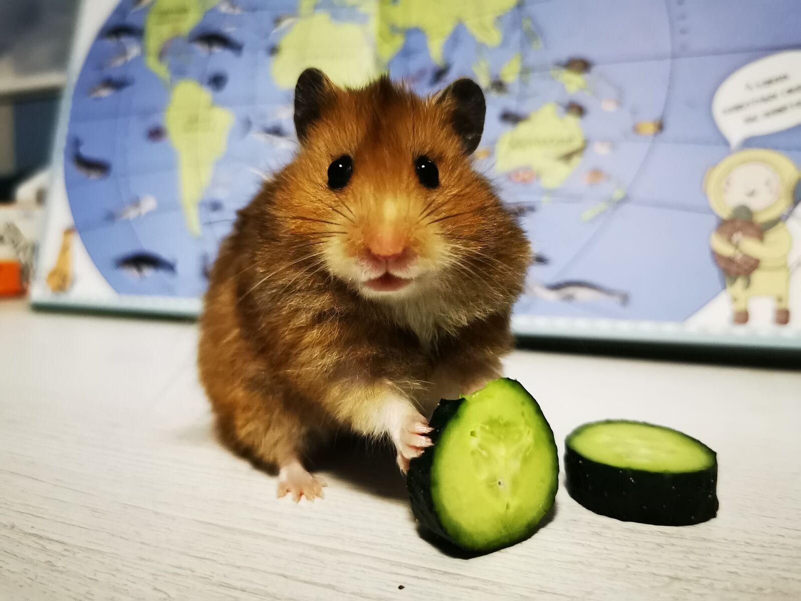 HUAWEI P30 Pro sample photo. Hamster, eat, cucumber photography
