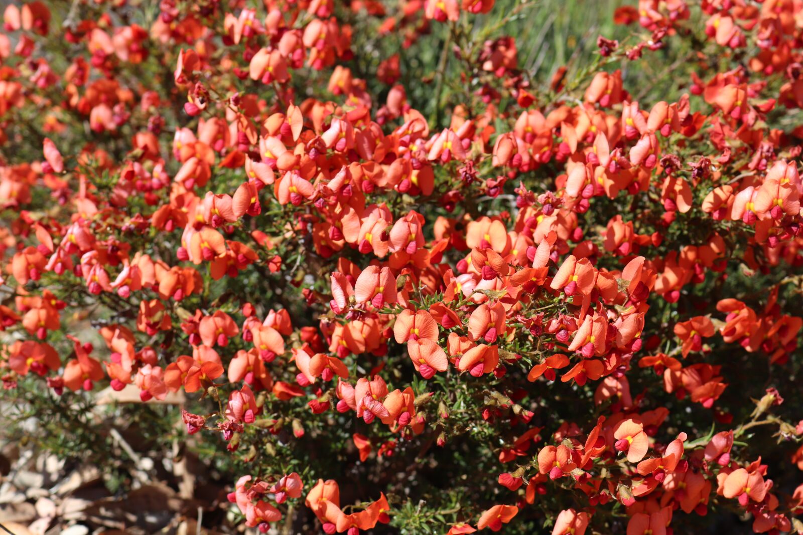Canon EOS 800D (EOS Rebel T7i / EOS Kiss X9i) sample photo. Wild flowers, western australia photography