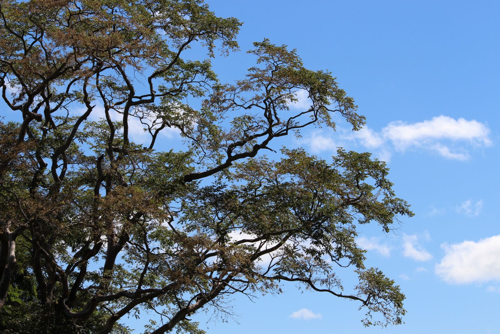 Canon EOS 700D (EOS Rebel T5i / EOS Kiss X7i) sample photo. Branch, tree, nature photography