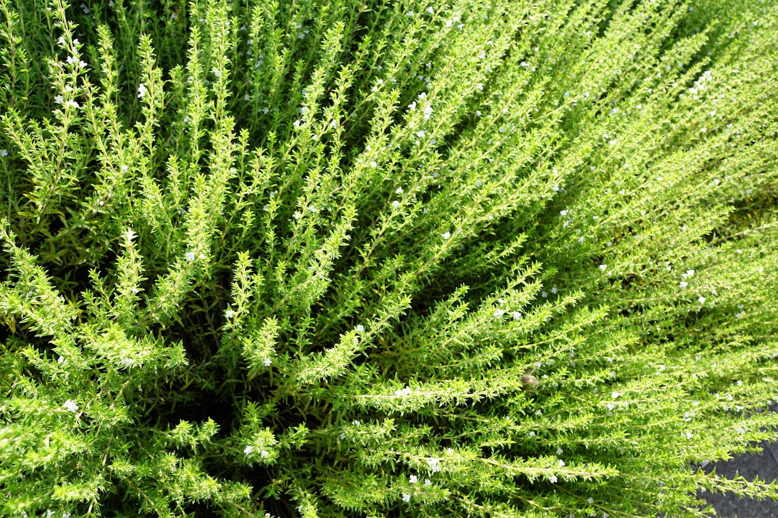 Sony ILCA-77M2 + Sony DT 16-50mm F2.8 SSM sample photo. Plant, leaf, nature photography