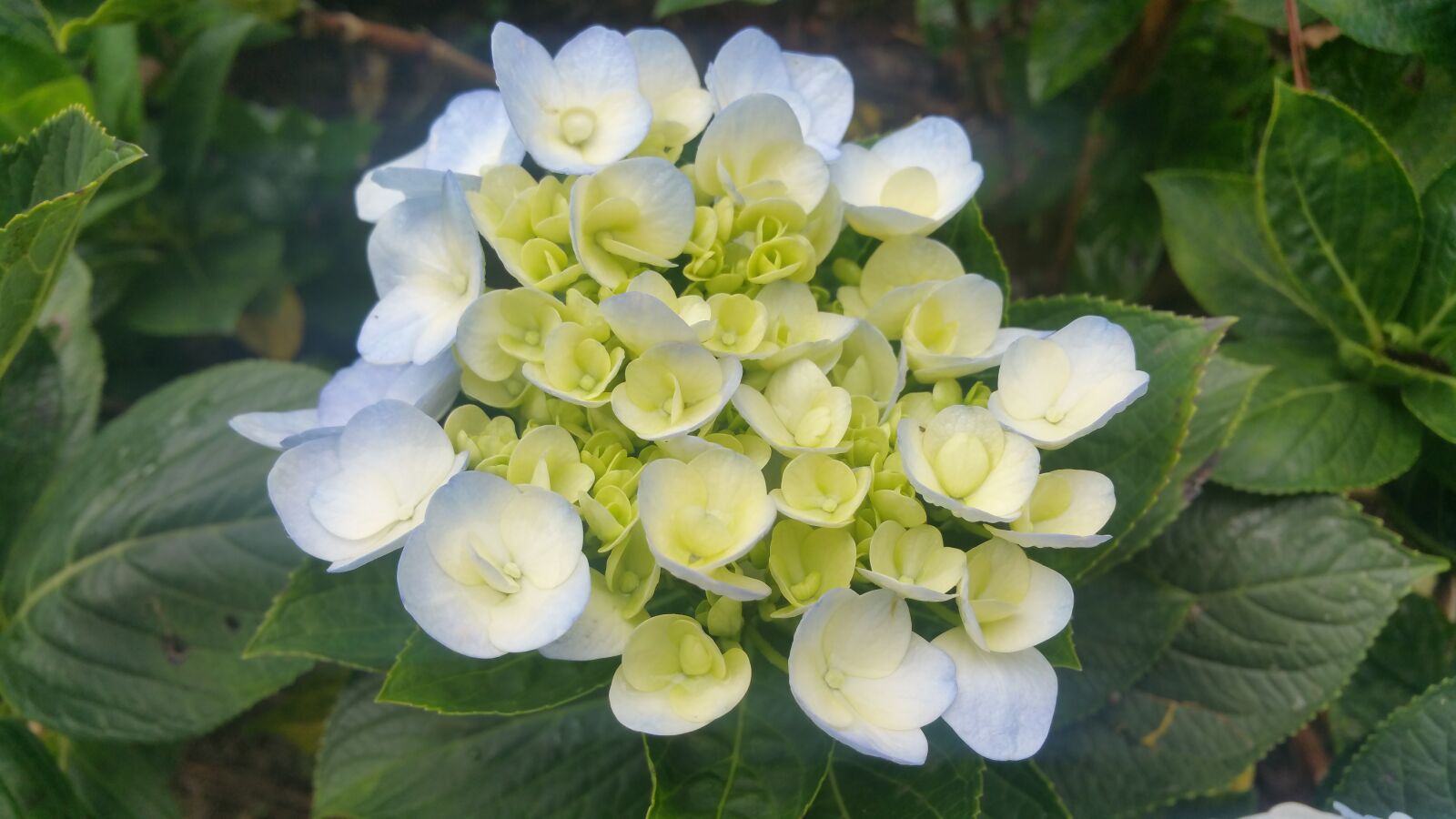 Samsung Galaxy Note4 sample photo