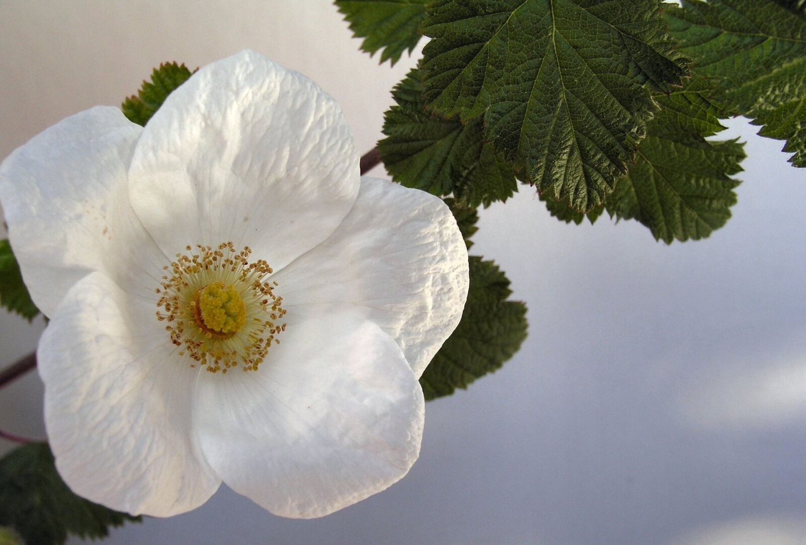 Olympus C5050Z sample photo. Flower, bloom, tree photography