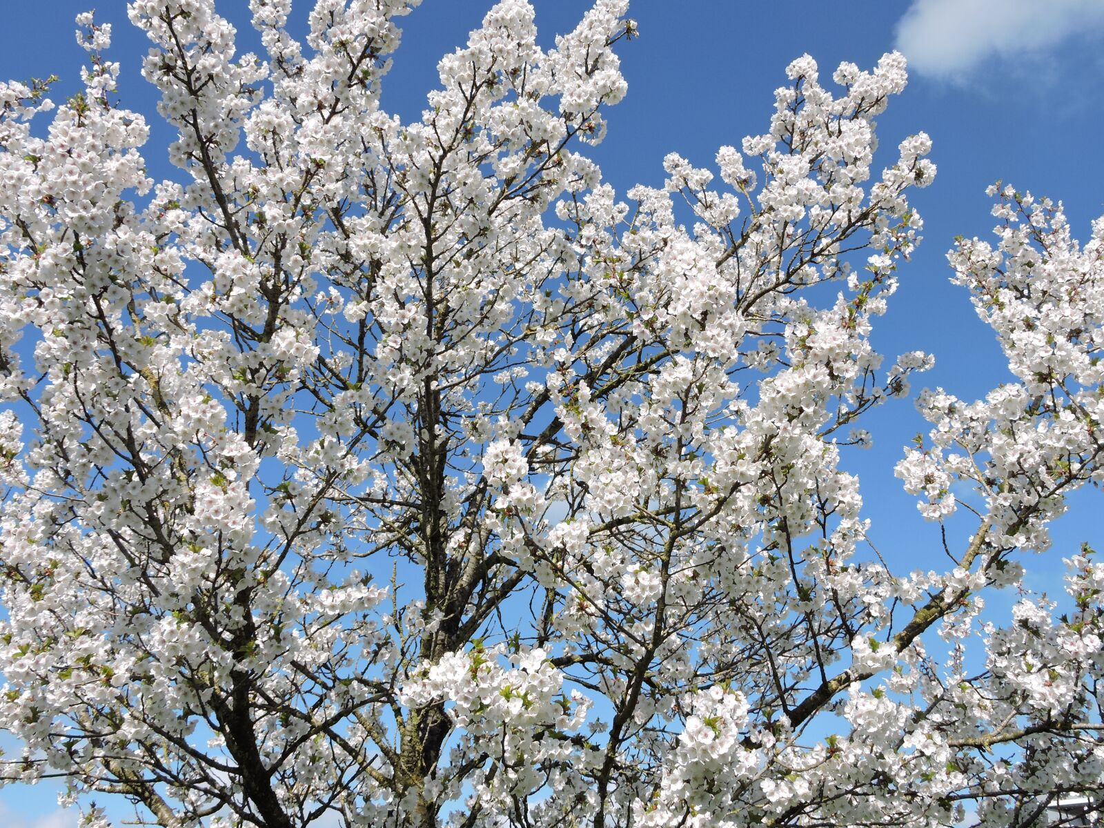 Nikon Coolpix P600 sample photo. Flowering tree, white flowers photography