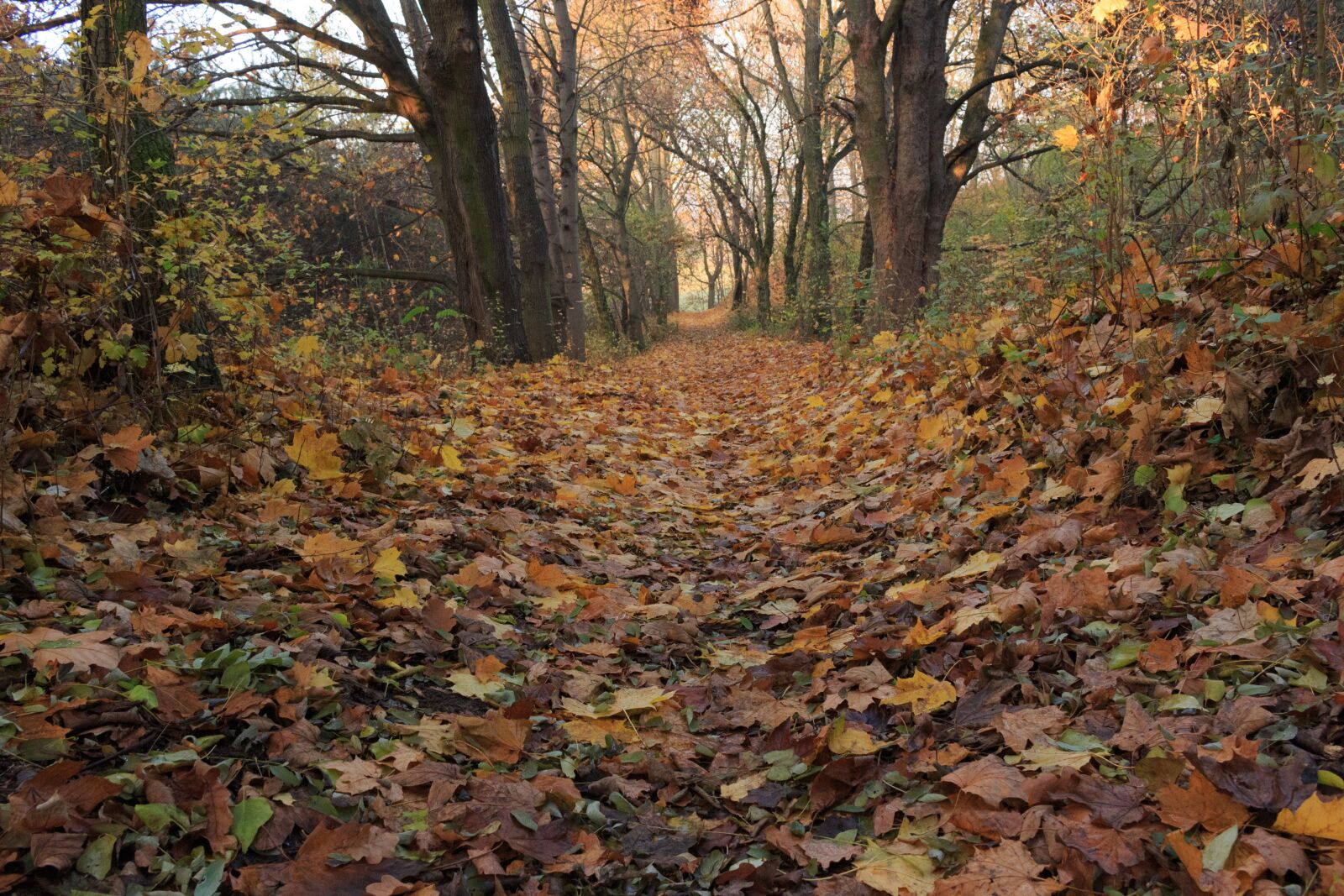 Canon EOS 100D (EOS Rebel SL1 / EOS Kiss X7) sample photo. Autumn, way, tree photography