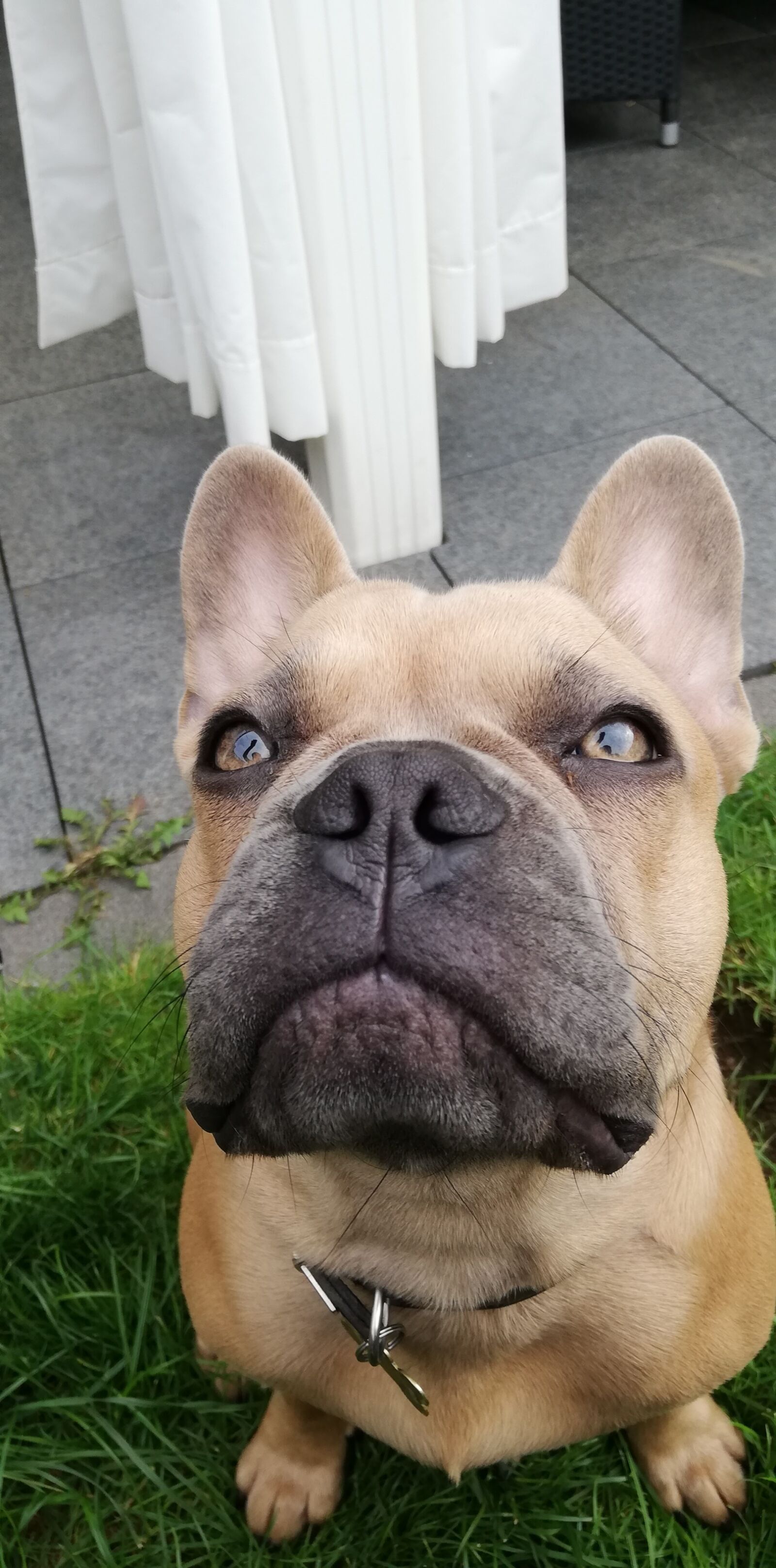HUAWEI P20 lite sample photo. French bulldog, grass, brown photography