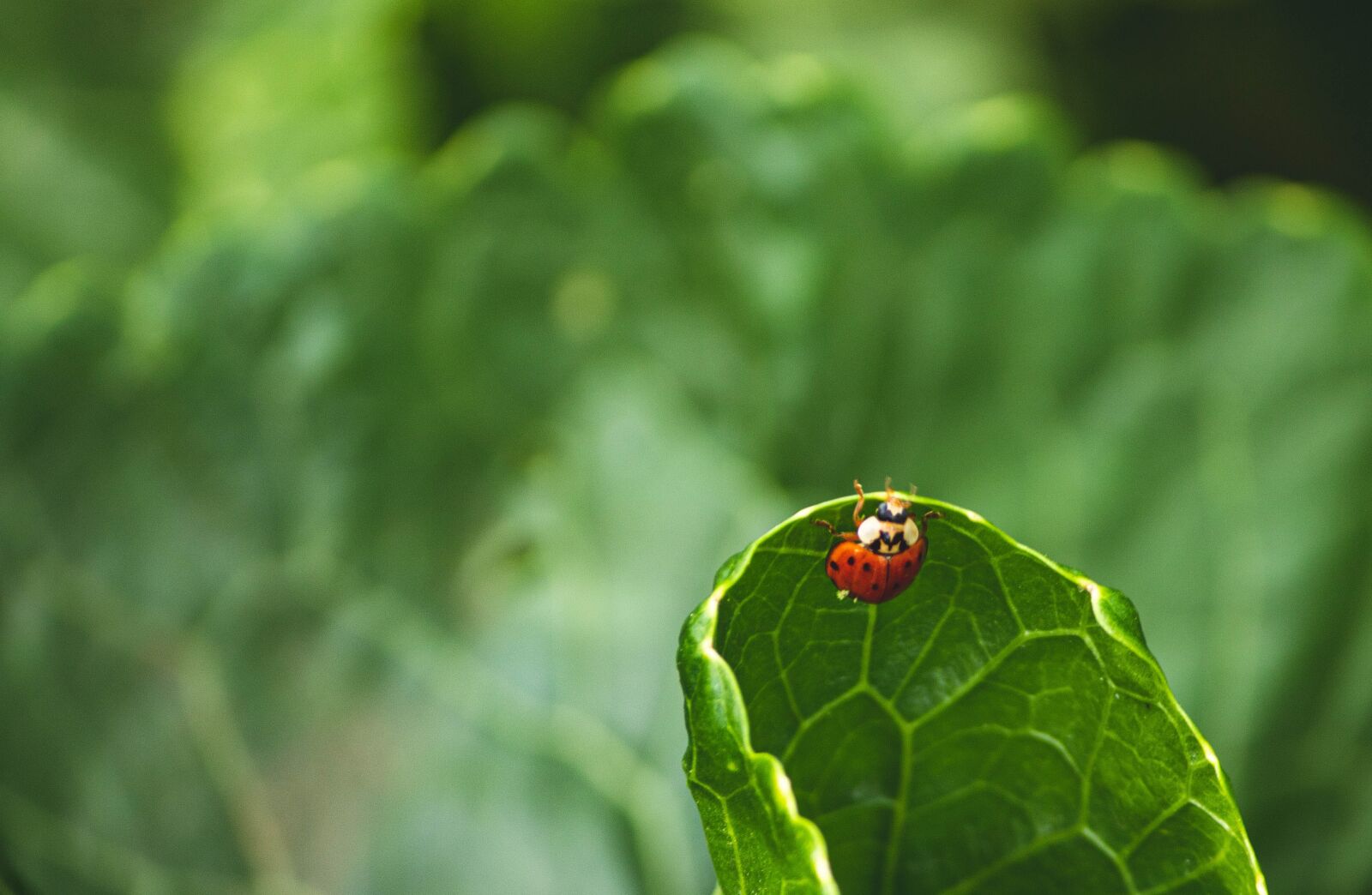 Canon EOS 1300D (EOS Rebel T6 / EOS Kiss X80) sample photo. Leaves, ladybug, insect photography
