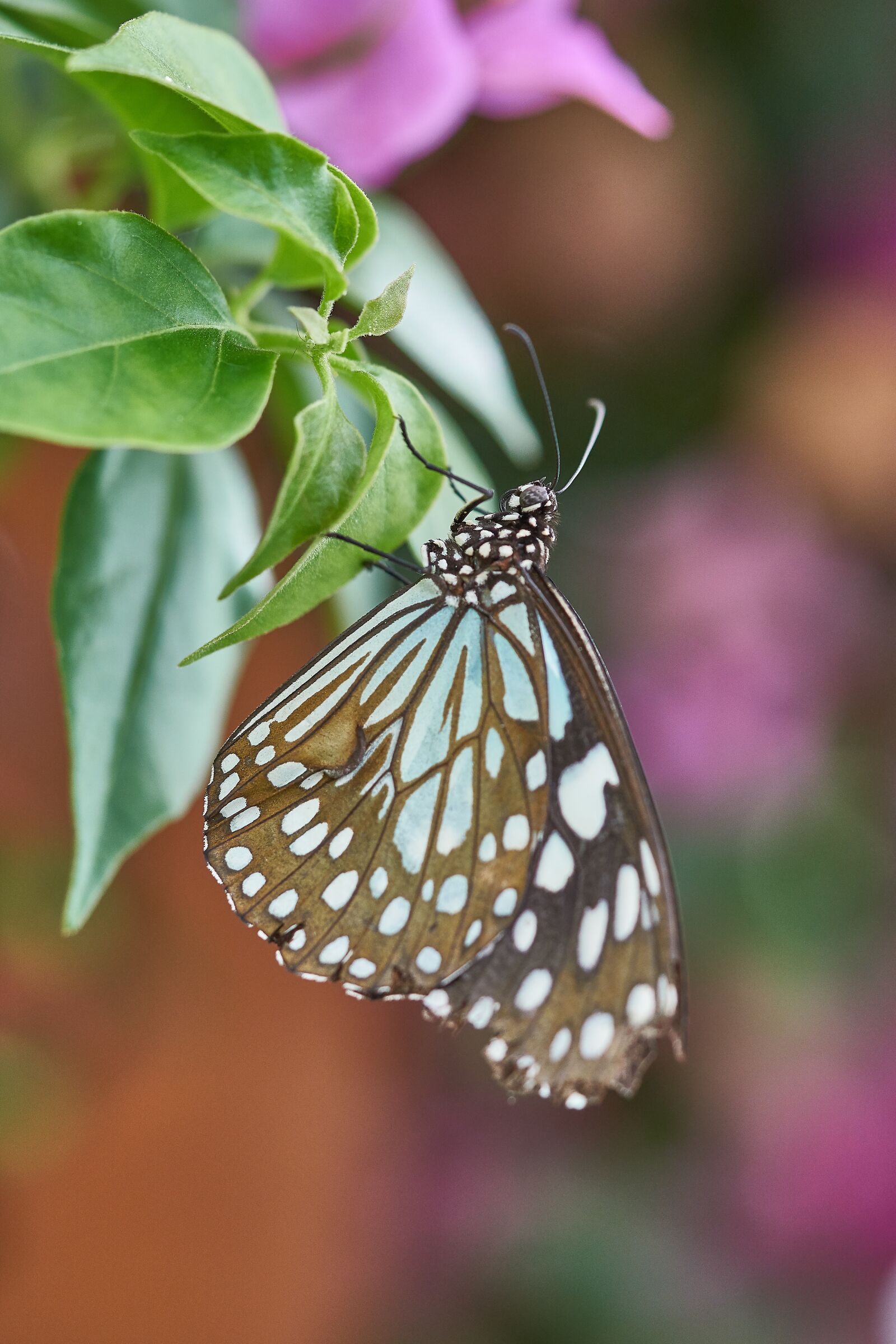 Sony a6500 + Sony FE 90mm F2.8 Macro G OSS sample photo. Butterfly, nature, insect photography