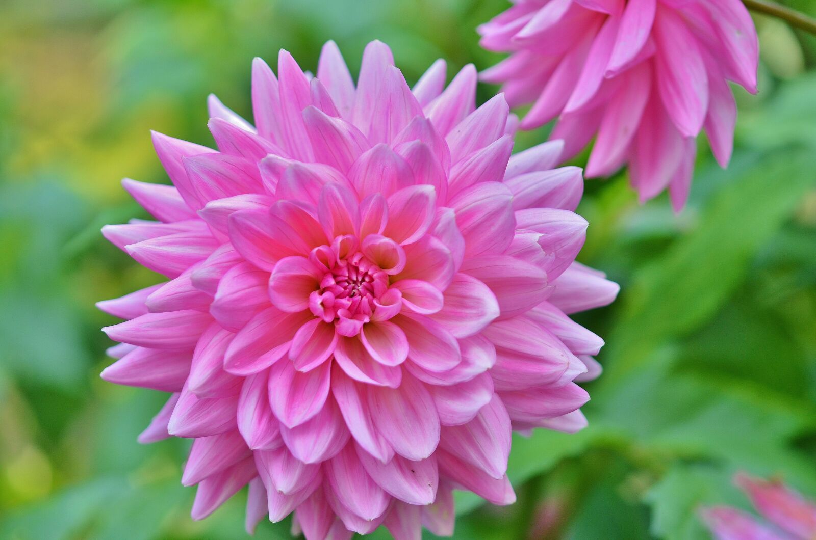 Nikon D7000 sample photo. Flower, natur, spring photography