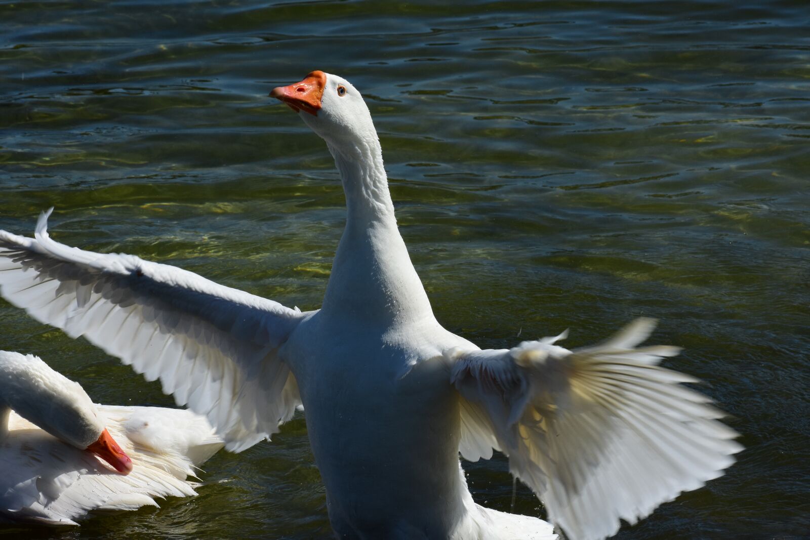 Nikon D3400 sample photo. Goose, wildlife, animal photography