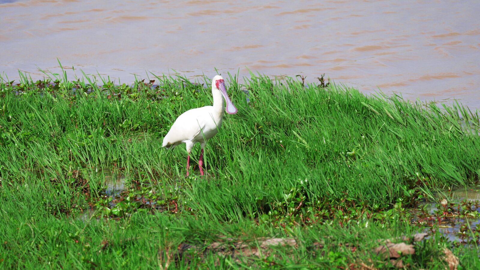 Panasonic Lumix DMC-GX8 sample photo. African spoonbill, eastern, shallow photography