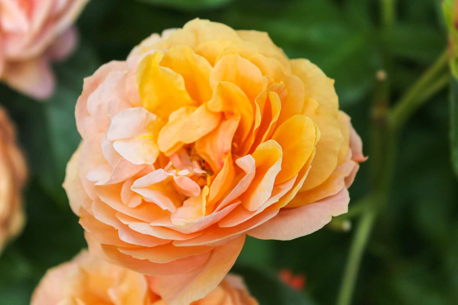 Canon EOS 600D (Rebel EOS T3i / EOS Kiss X5) sample photo. Rose, nature, flower photography