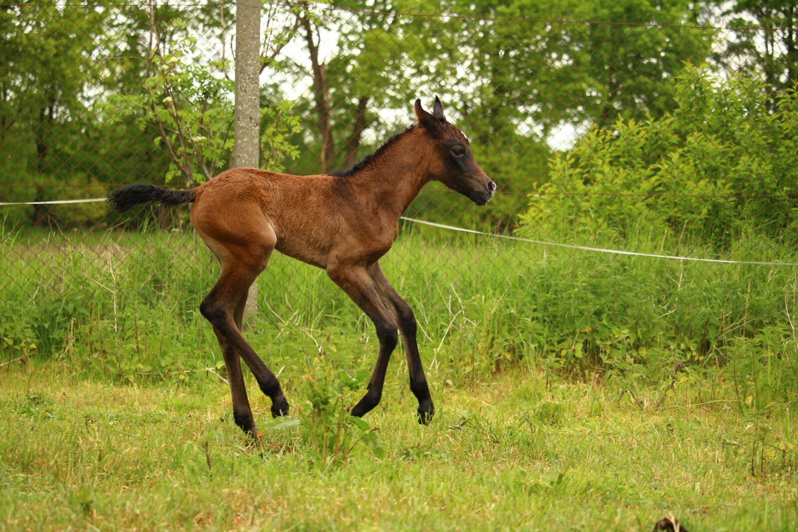 Canon EOS 100D (EOS Rebel SL1 / EOS Kiss X7) sample photo. Horse, foal, suckling photography