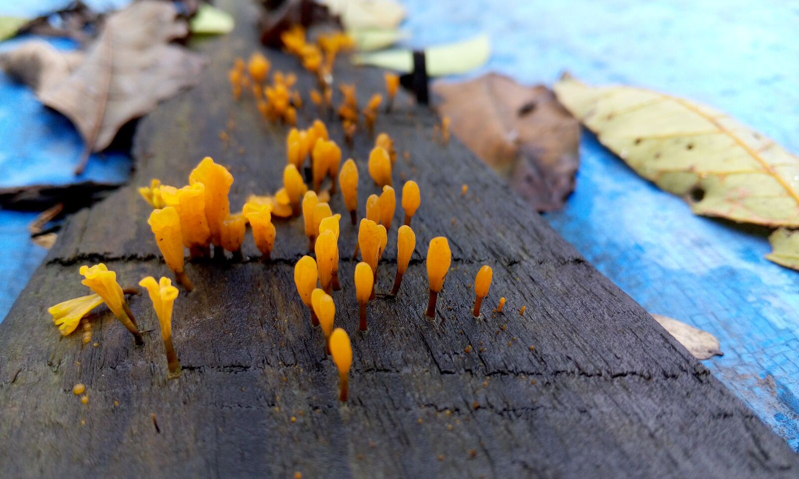Meizu MX4 sample photo. Fungus, like a flower photography