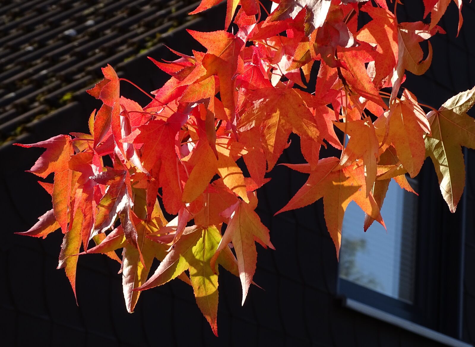 Sony Cyber-shot DSC-HX400V sample photo. Autumn, red leaves, discoloration photography