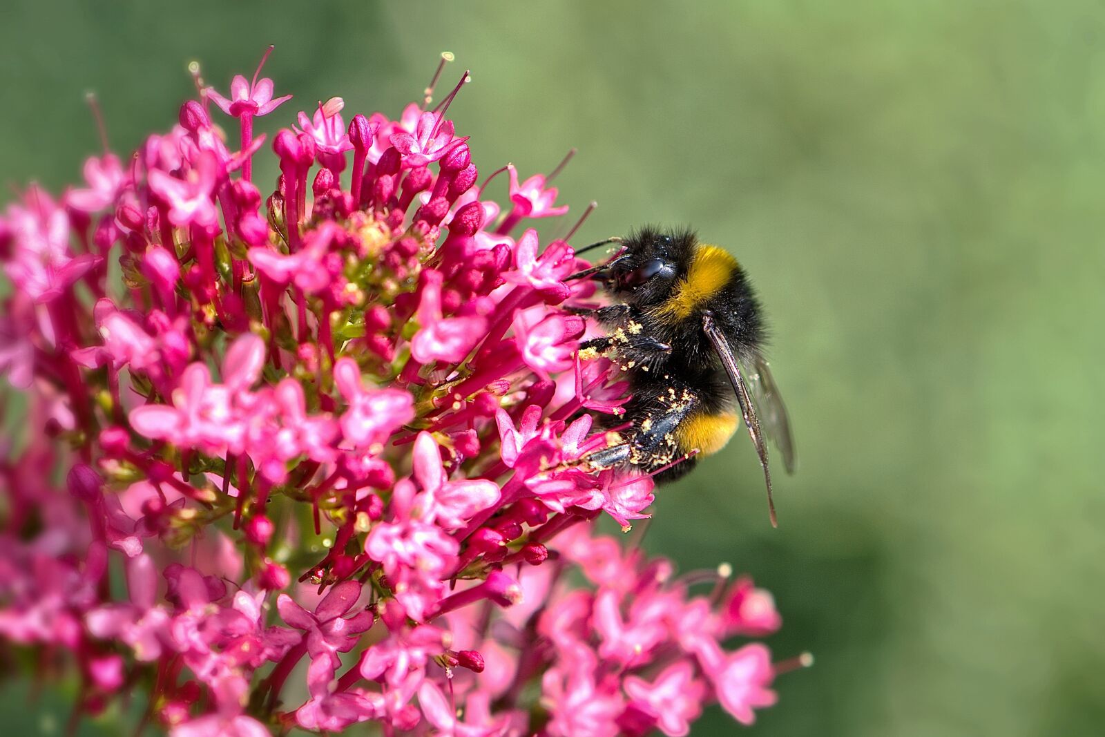 Nikon D5600 sample photo. Bee, insect, pollen photography