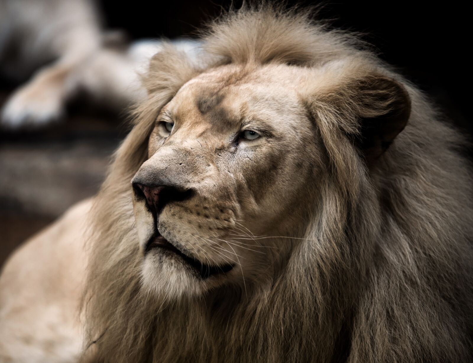 Nikon D750 sample photo. Lion, white lion, big photography
