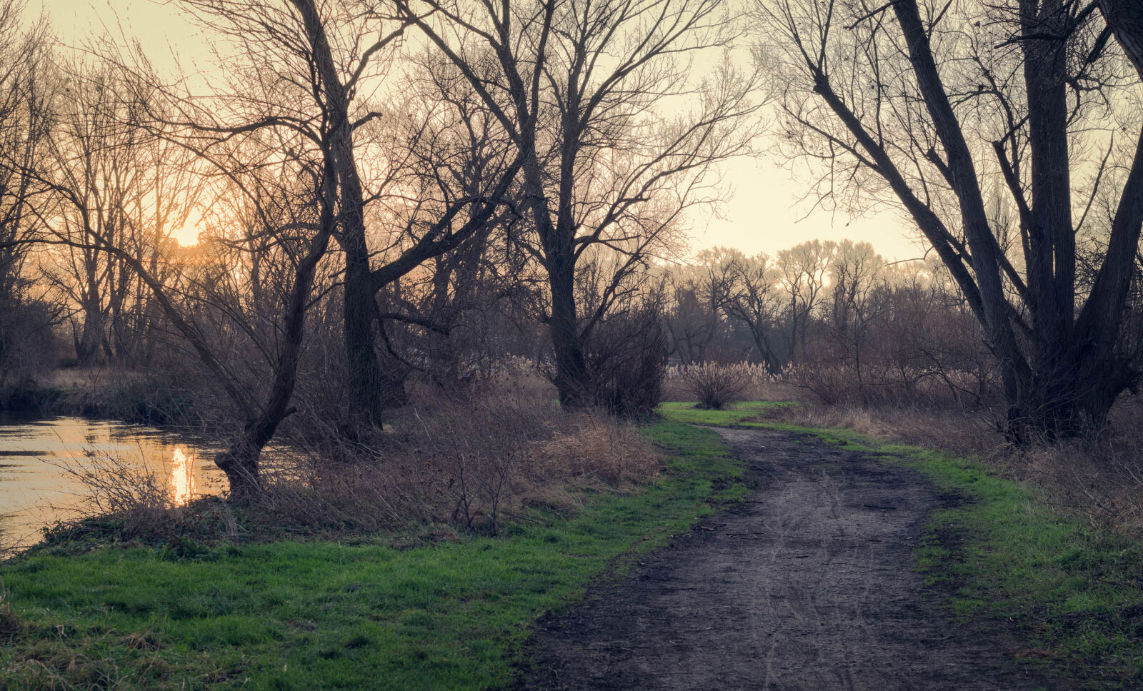 Sony a7R II + Sony Sonnar T* FE 55mm F1.8 ZA sample photo. Branch, dawn, daylight, environment photography