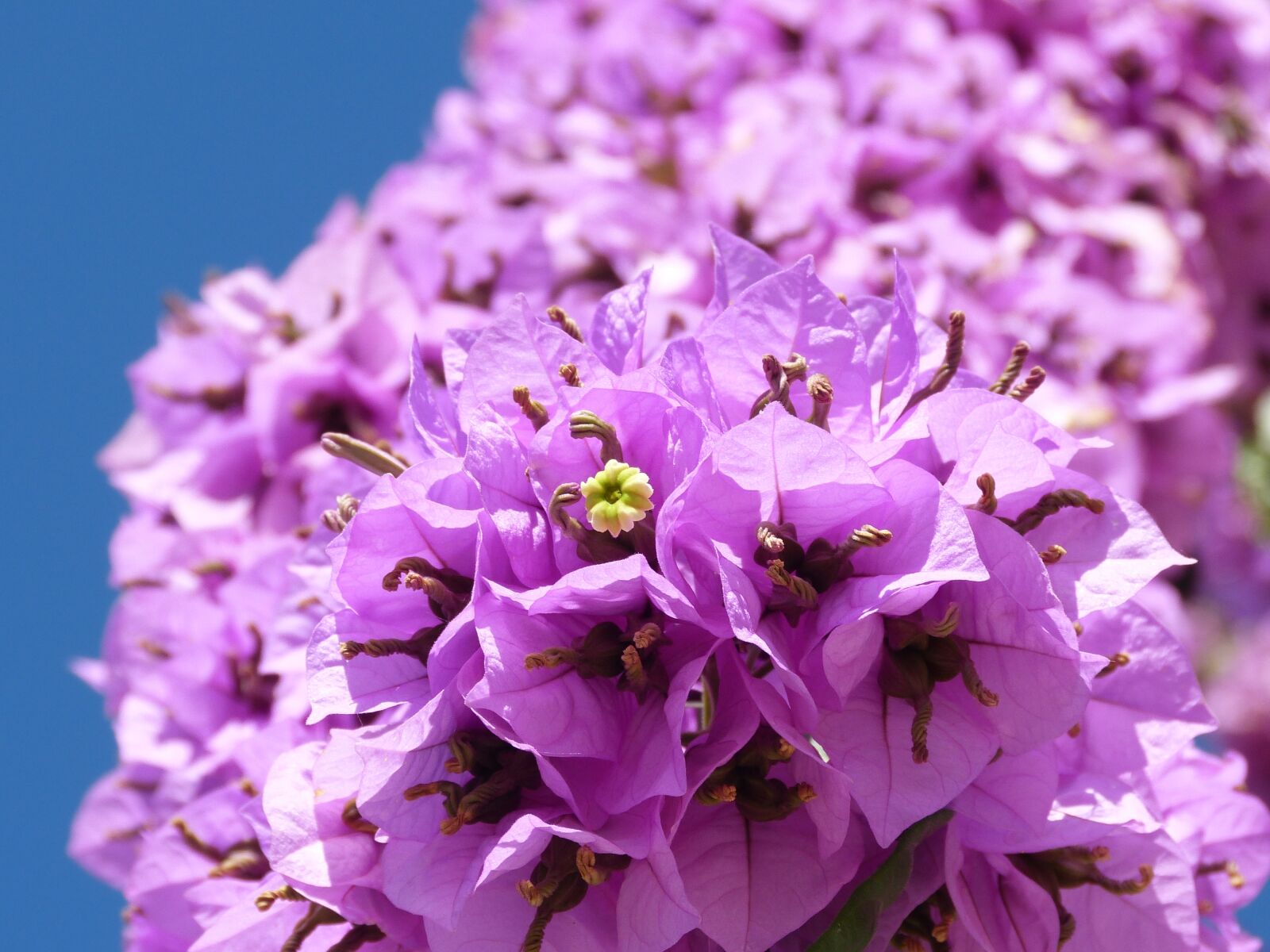 Panasonic Lumix DMC-FZ150 sample photo. Bougainvillea, climber, flower photography