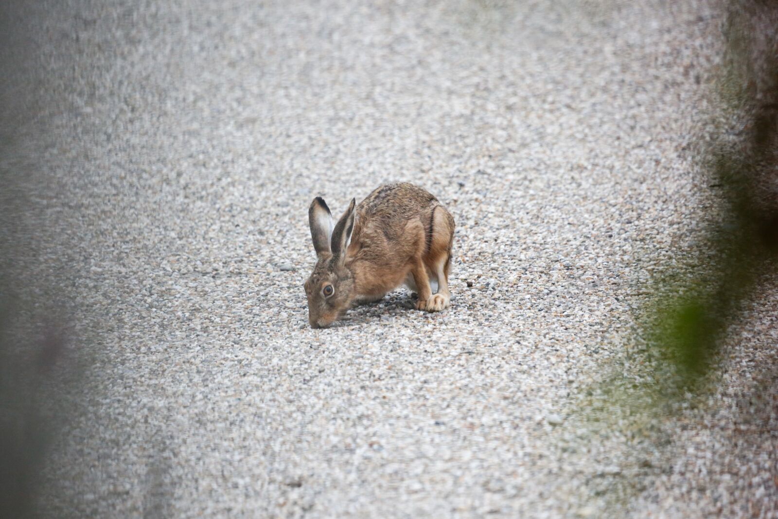 Canon EF 100-400mm F4.5-5.6L IS USM sample photo. Rabbit ears, hare, easter photography