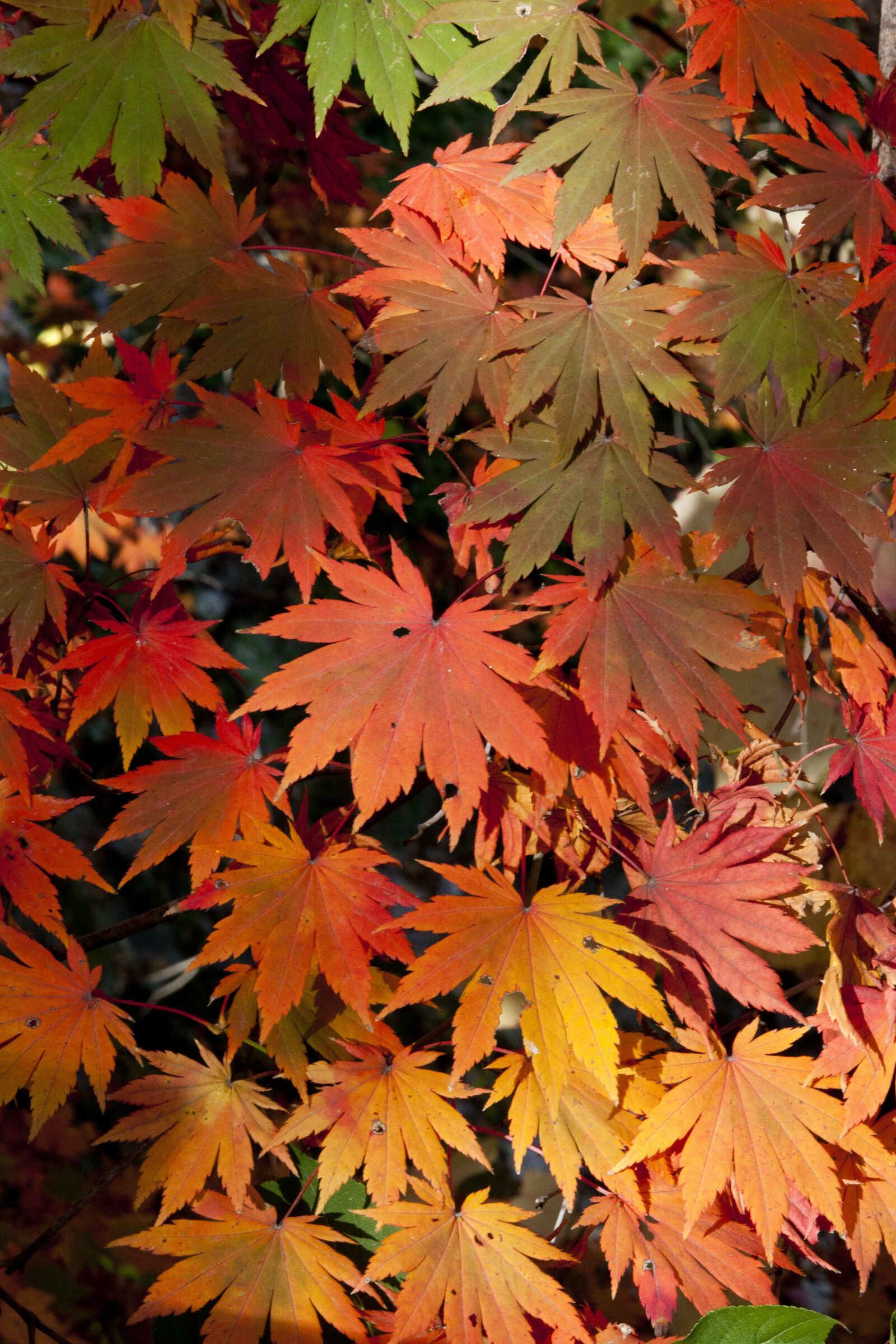 Canon EOS 5D sample photo. Autumn leaves, leaves, autumn photography