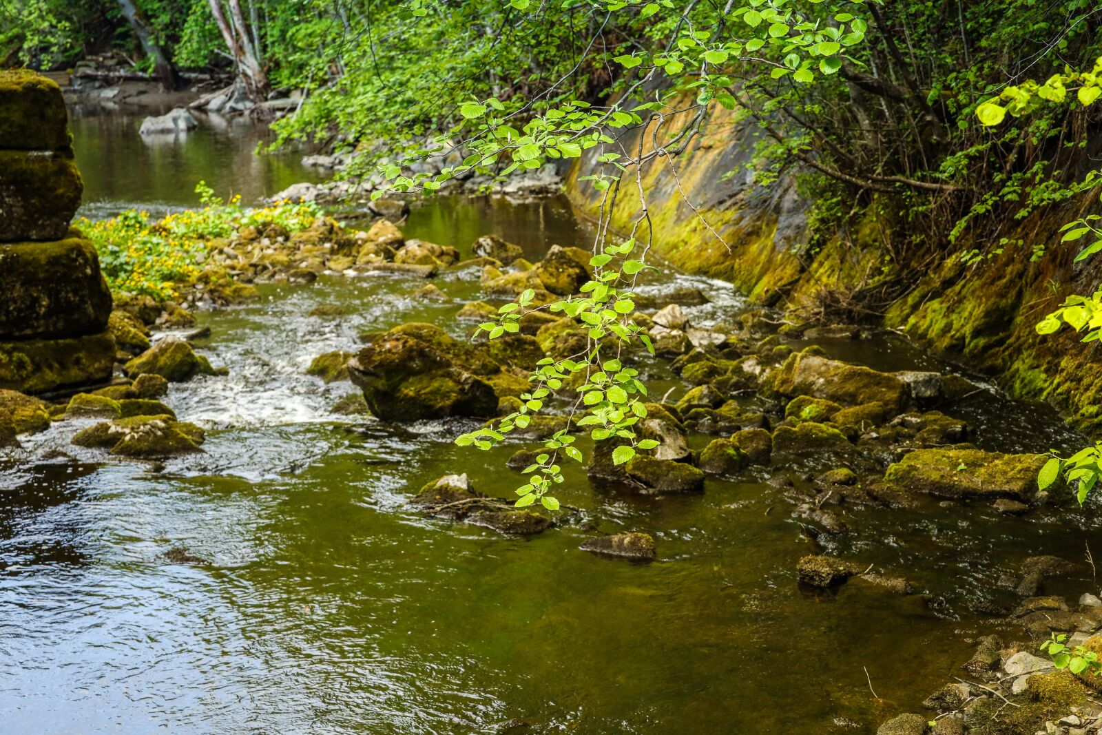Canon EOS R sample photo. River, water, forest photography